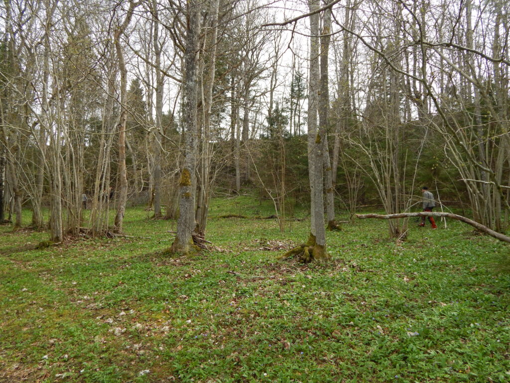 Between the 6th and 9th centuries jewellery, weapons
and probably also people were sacrifi ced here.
Viidumäe sacrifi cial site, Lääne-Saaremaa