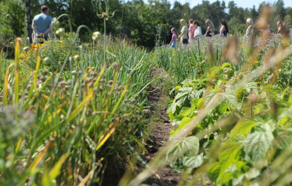 Photo: Margit Kõrvits