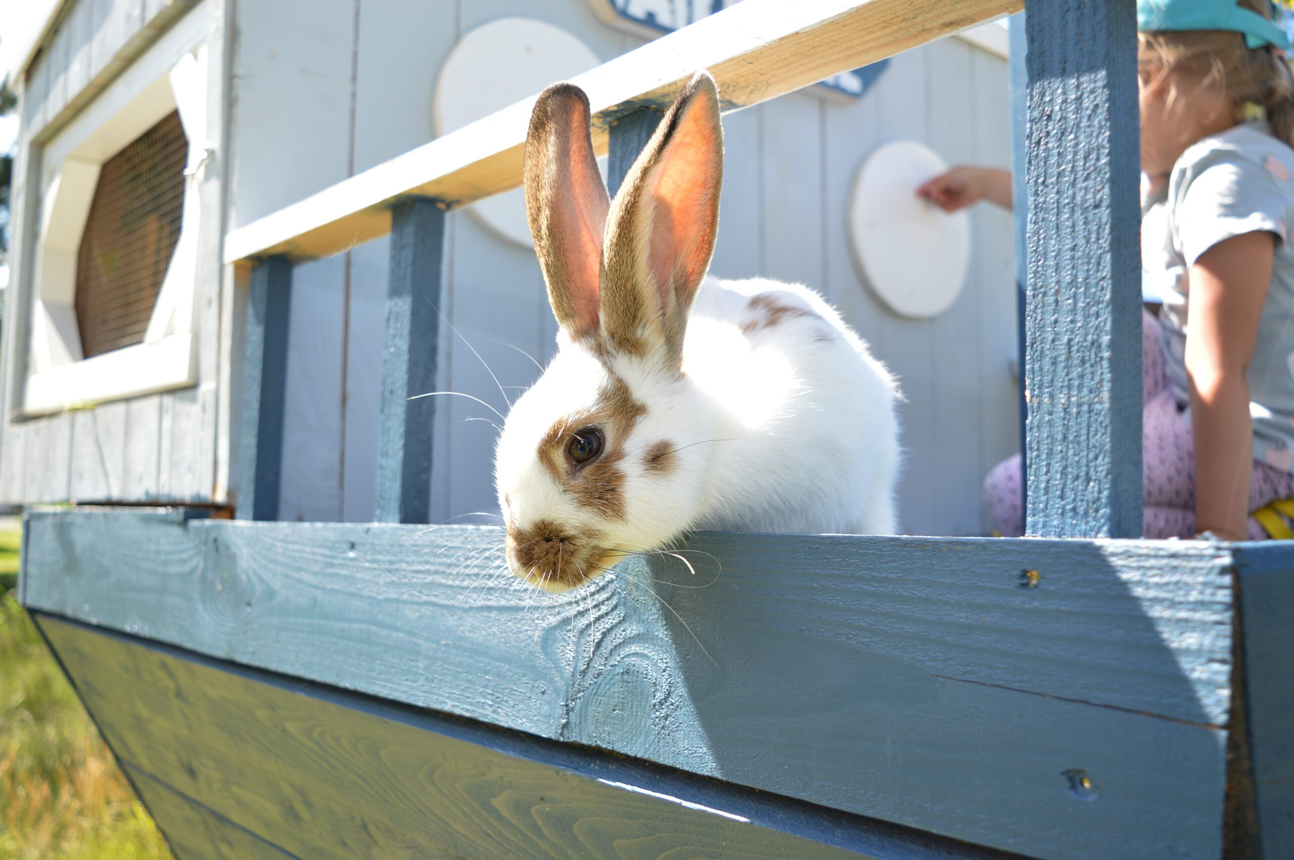 Photo: Rabbit village