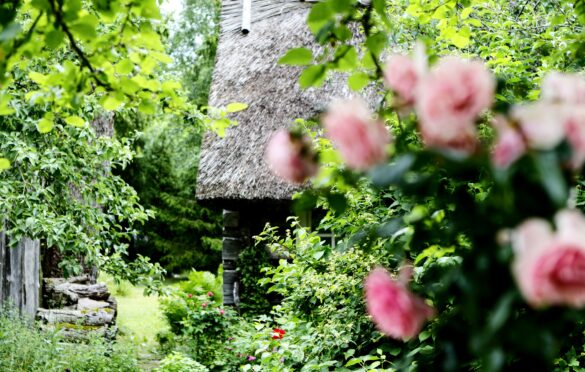 Photo: Margit Kõrvits