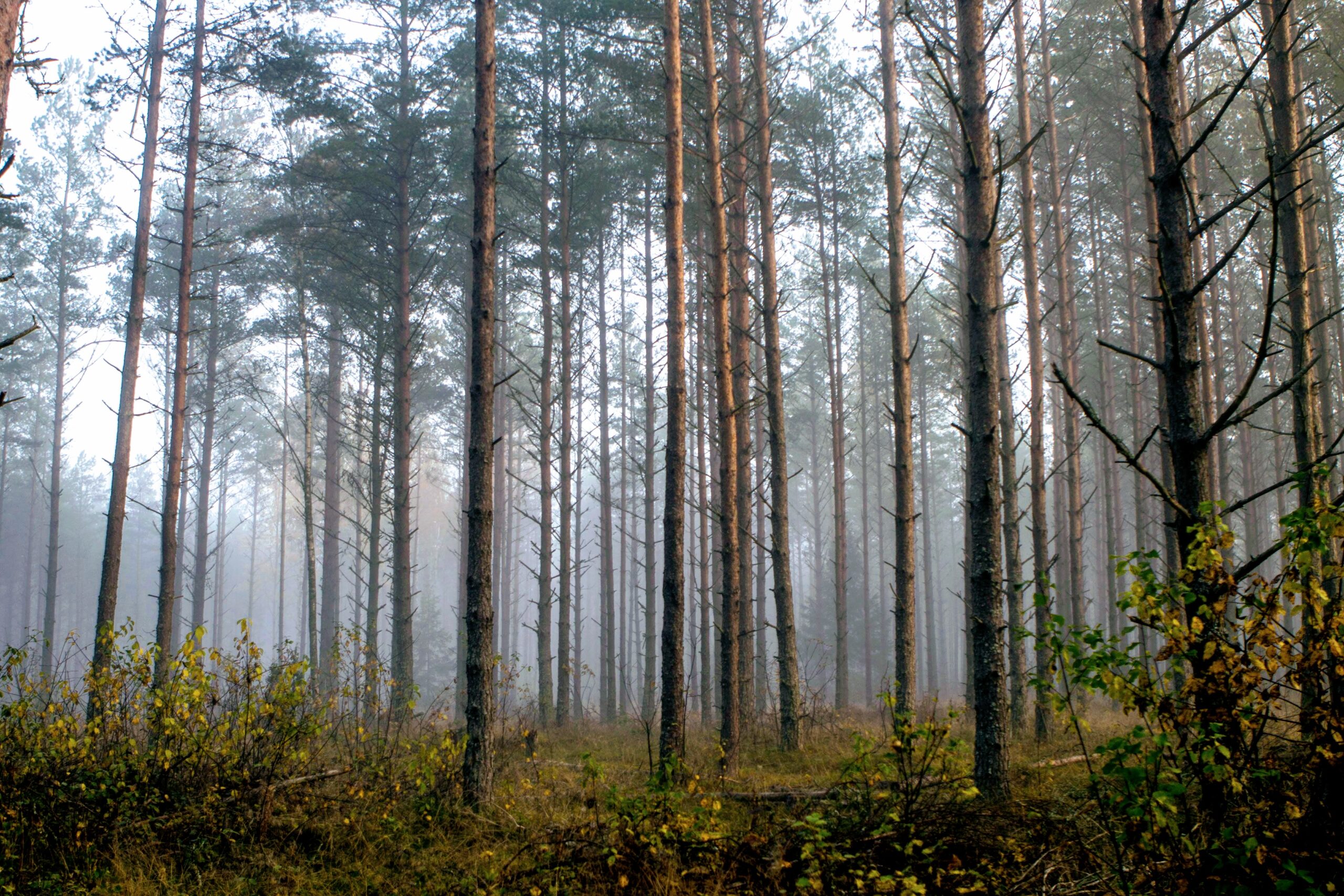 Foto: Margit Kõrvits