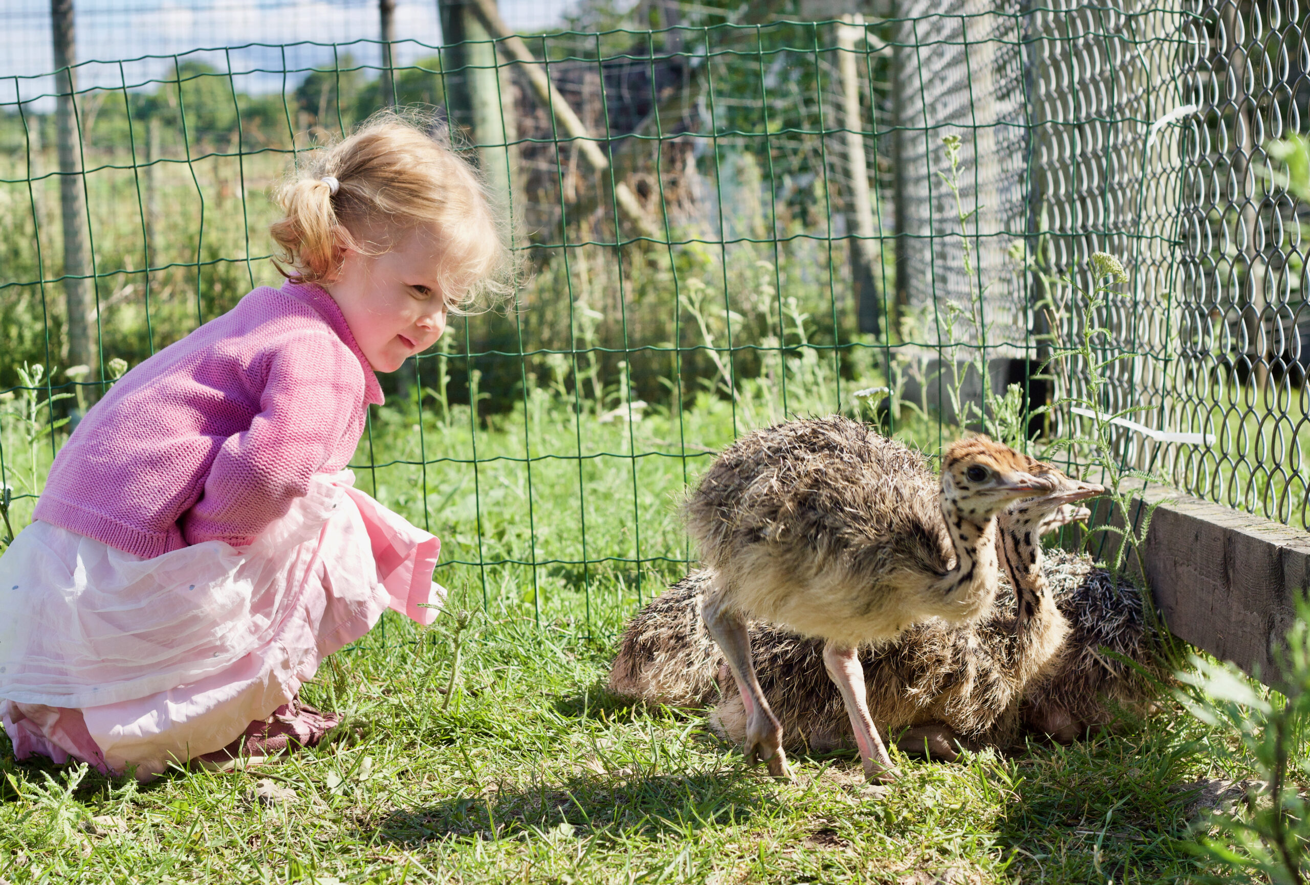 Photo: Muhu Ostrich Farm