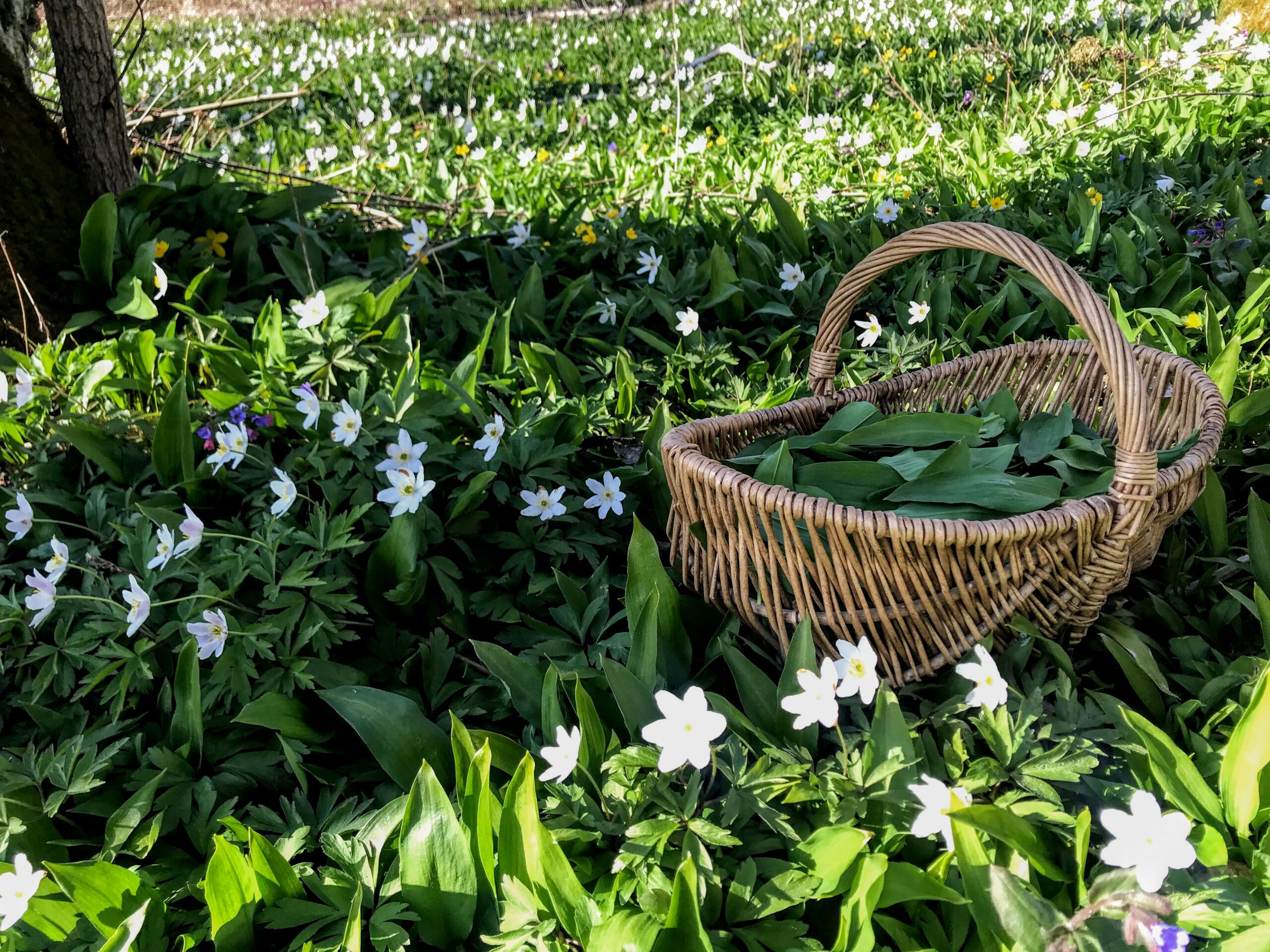 Wild garlic (Allium ursinum) is a very popular springtime herb. Photo: Margit Kõrvits