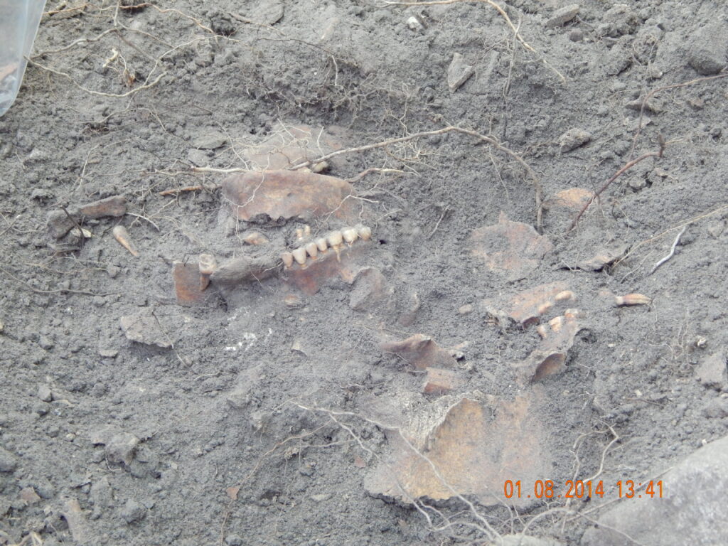 Fragments of human bones
from Viidumäe with many
traces of violence.